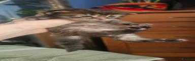 Mixed Breed Kitten 4