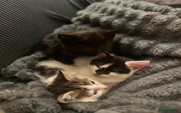 Domestic Shorthair cats for sale: short and long hair kittens ready to go - Image 2