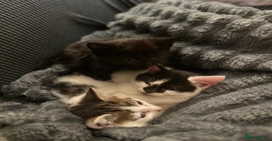 Domestic Shorthair cats - Advert 10