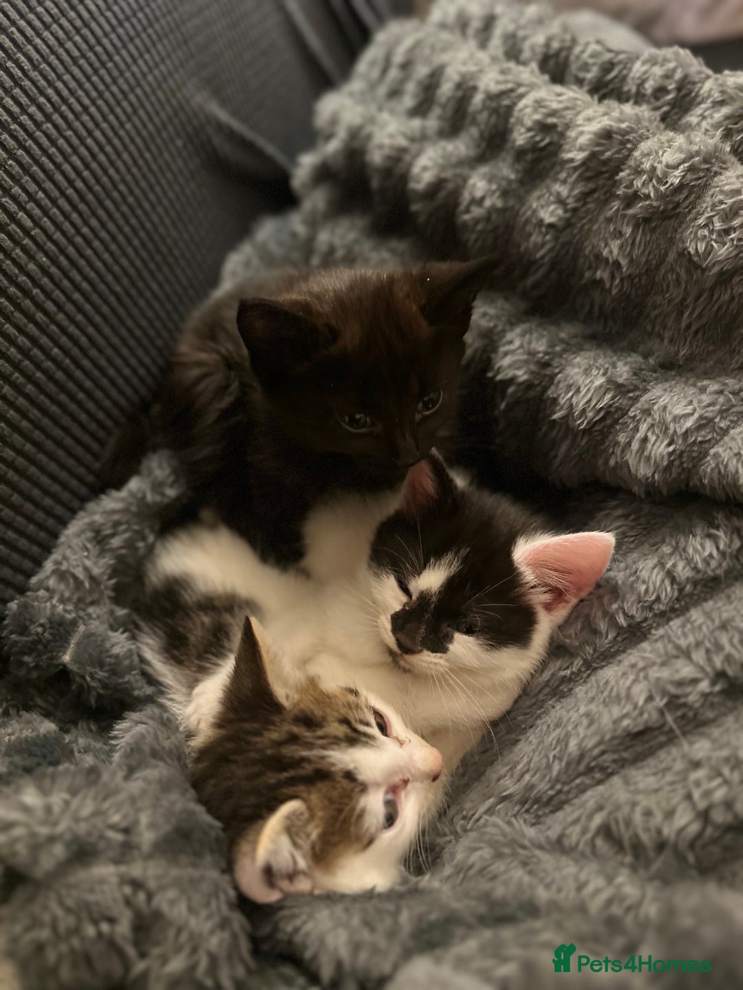 Domestic Shorthair cats for sale: short and long hair kittens ready to go - Image 2