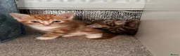 Mixed Breed cats for sale: Bengal cross kittens - Advert 12
