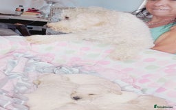 Miniature Poodle dogs for sale: Miniature poodle  - Image 15