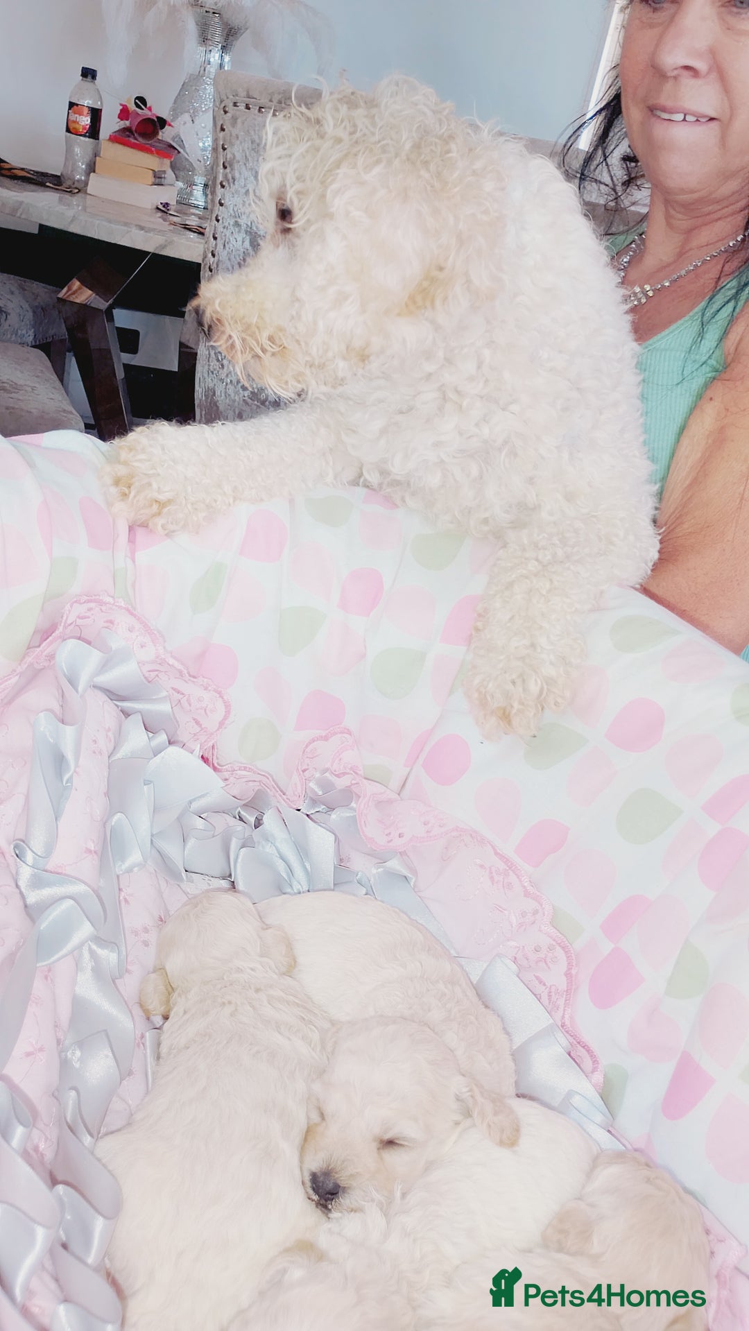 Miniature Poodle dogs for sale: Miniature poodle  - Image 15