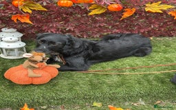Mixed Breed dogs for adoption: Molly - Image 3
