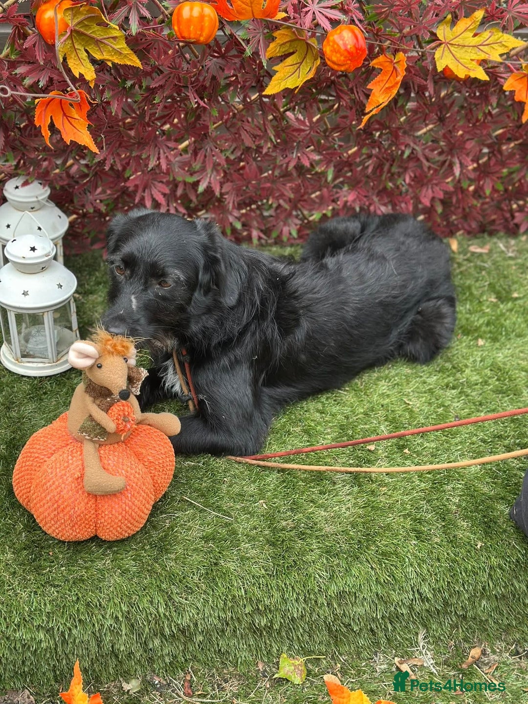 Mixed Breed dogs for adoption: Molly - Image 3