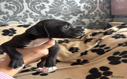 Mixed Breed dogs for sale: Border terrier x Patterdale terrier   - Image 13