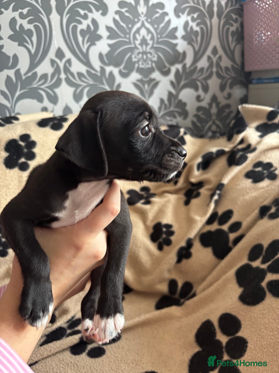 Mixed Breed dogs for sale: Border terrier x Patterdale terrier   - Image 13