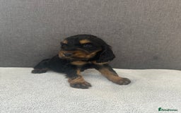 Cocker Spaniel dogs for sale: Beautiful Showtype cocker spaniels - Image 14