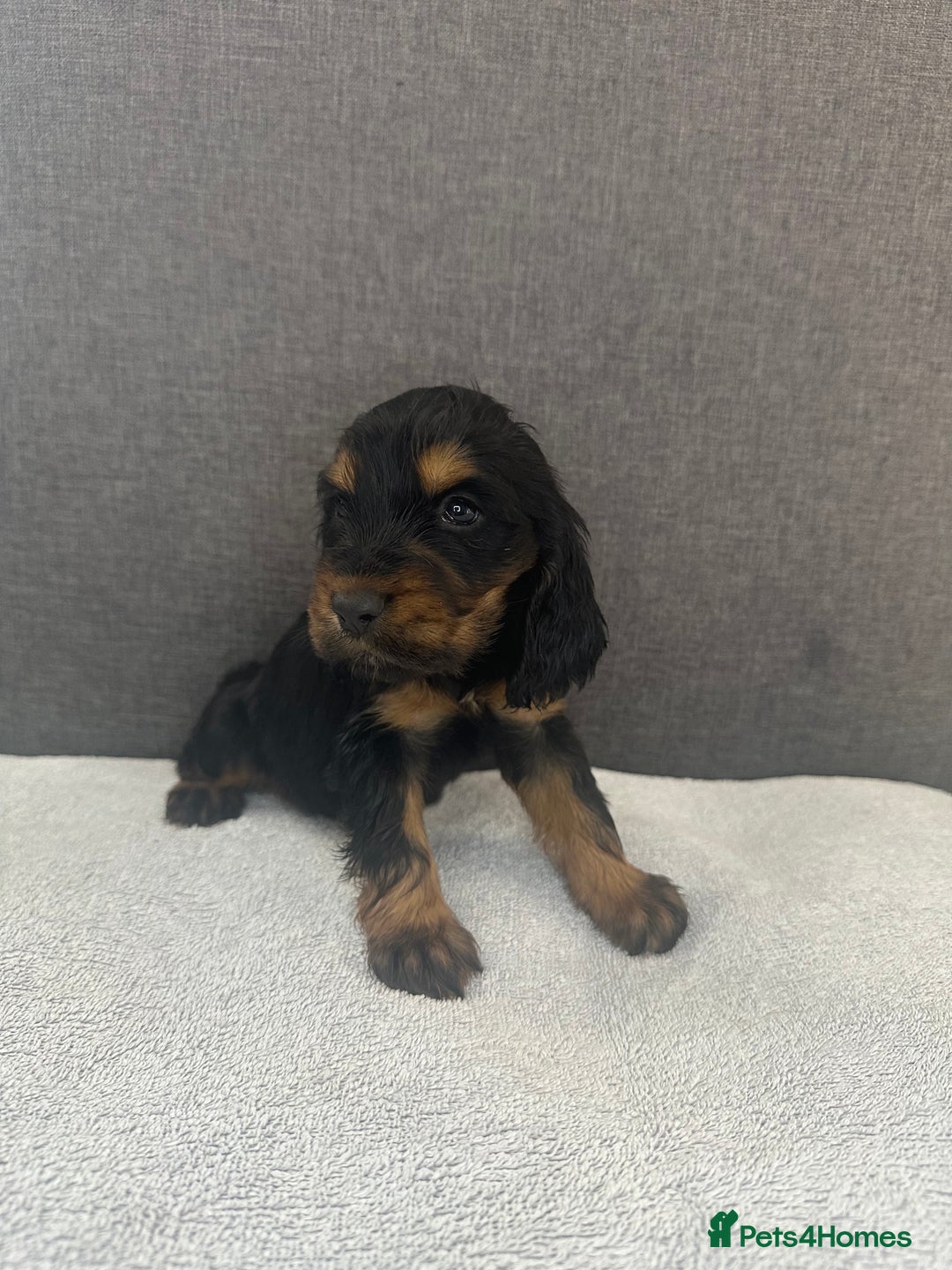 Cocker Spaniel dogs for sale: Beautiful Showtype cocker spaniels - Image 14
