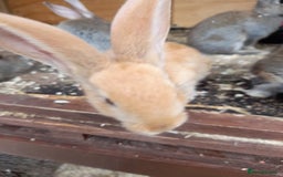 Continental Giant rabbits for sale: Beautiful Giant Continental Babies - Image 13
