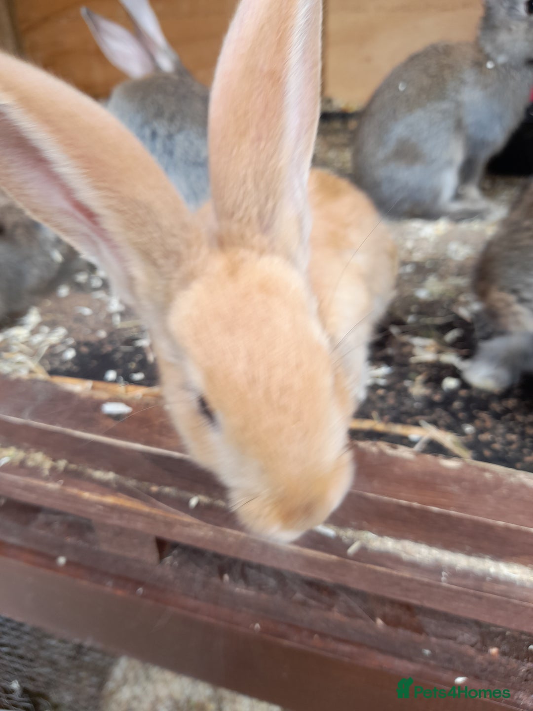 Continental Giant rabbits for sale: Beautiful Giant Continental Babies - Image 13