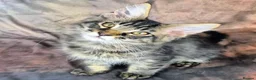 Maine Coon cats for sale: Ready Now.  Tica reg Maine coon kittens  - Advert 8