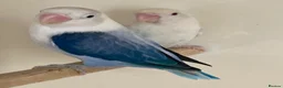 Lovebirds birds for sale: Lovebirds pale fallows - Advert 2