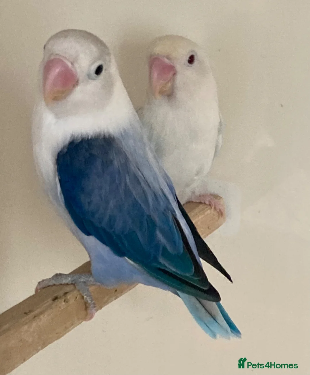 Lovebirds birds for sale: Lovebirds pale fallows - Advert 2