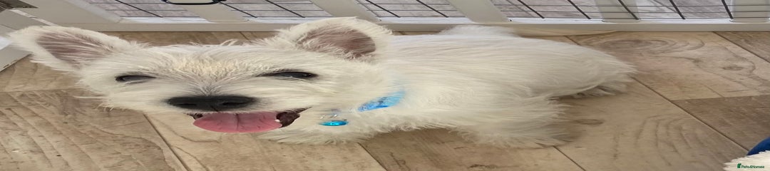 West Highland Terrier Puppy 1