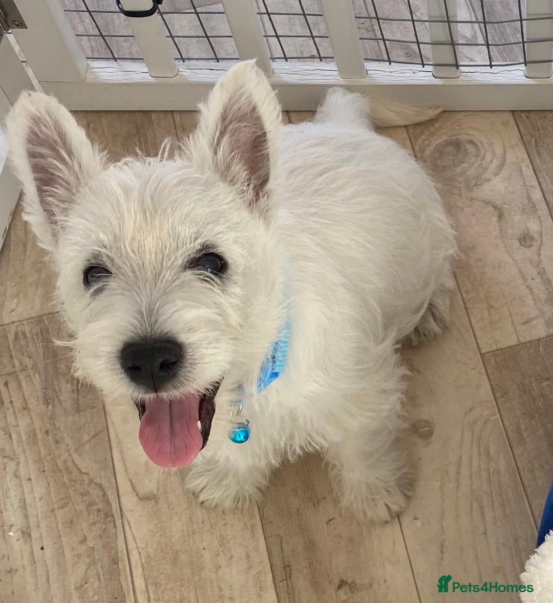 West Highland Terrier dogs for sale: Adorable WestHighland White Pups - Image 10