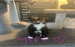 Mixed Breed cats for sale: 6 Stunning kittens ready now! 🤍 🐈 🤍 - Image 11