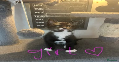 Mixed Breed cats - Advert 10