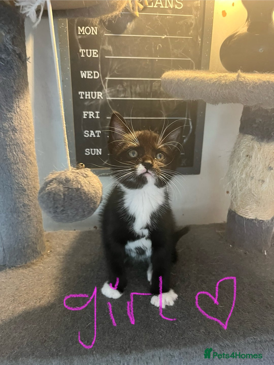 Mixed Breed cats for sale: 6 Stunning kittens ready now! 🤍 🐈 🤍 - Image 11