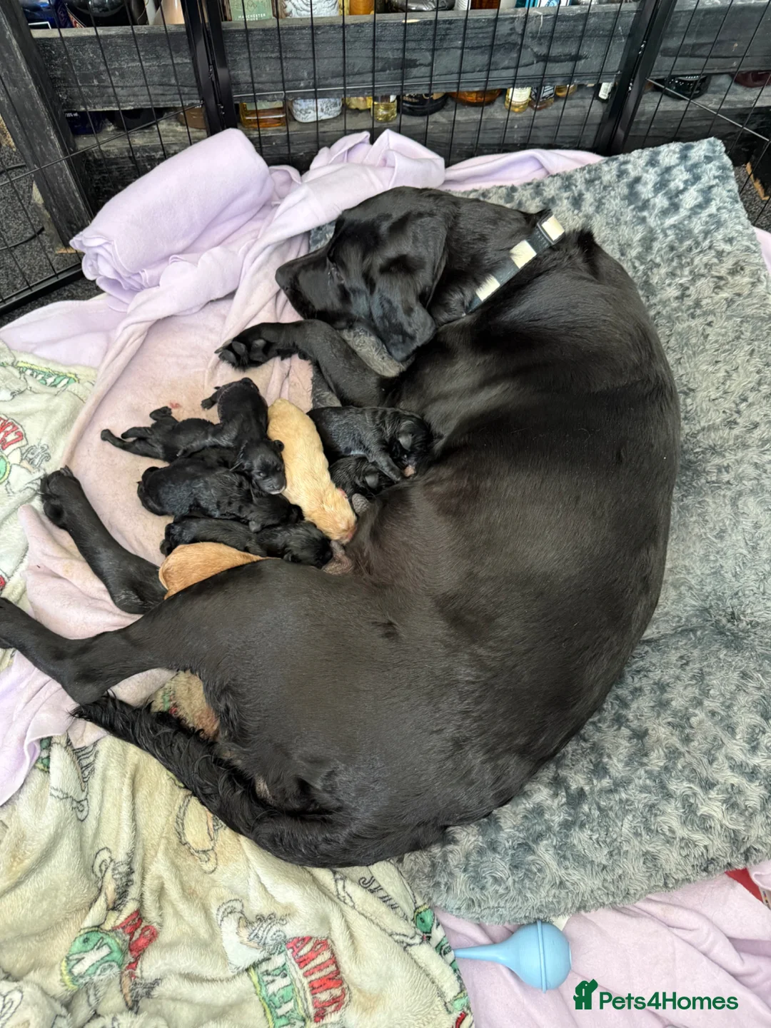 Mixed Breed dogs for sale: Labrador cross Cockapoo Puppies  - Advert 1