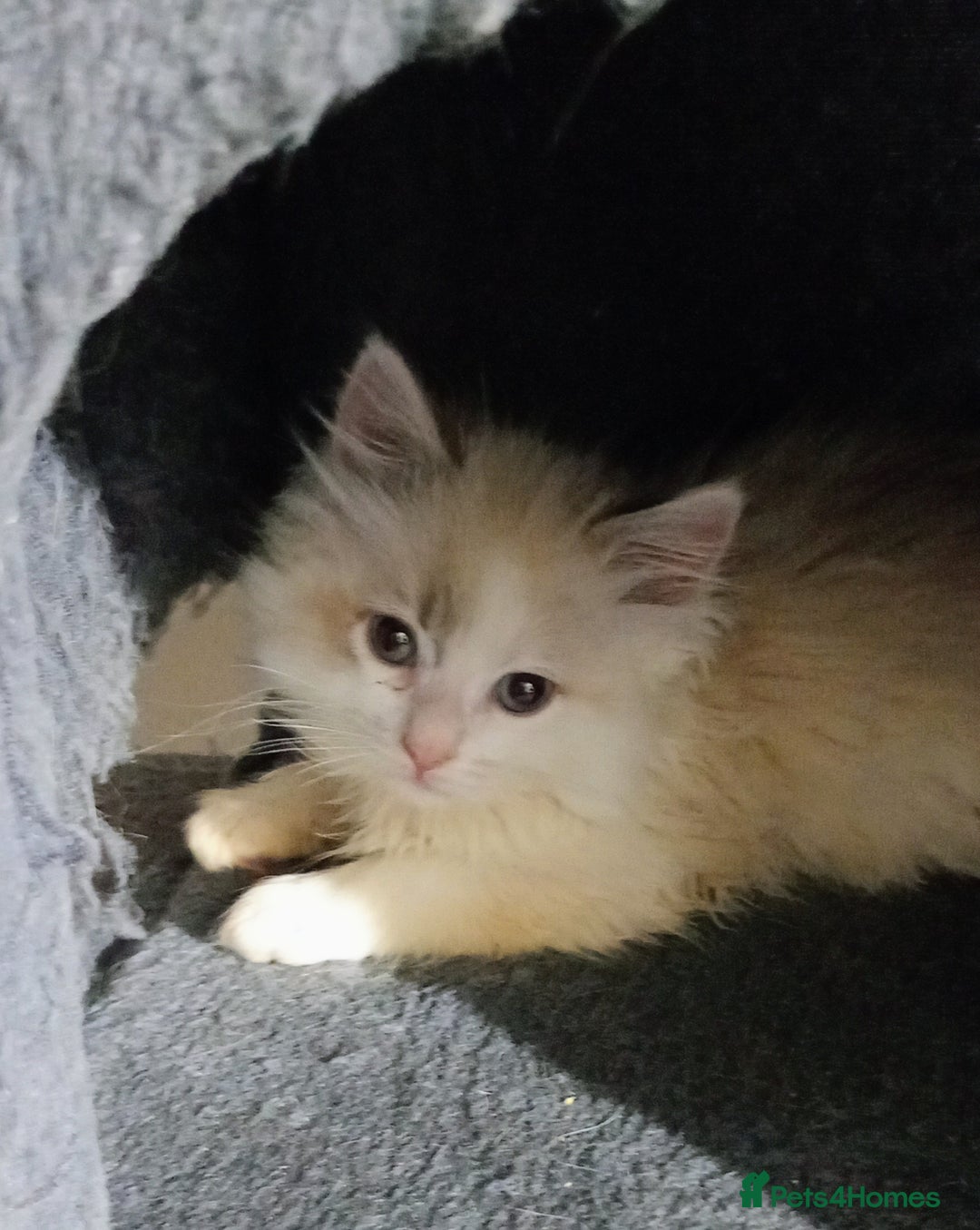 Ragdoll cats for sale: Beautiful full ragdoll kittens £695 - Advert 31