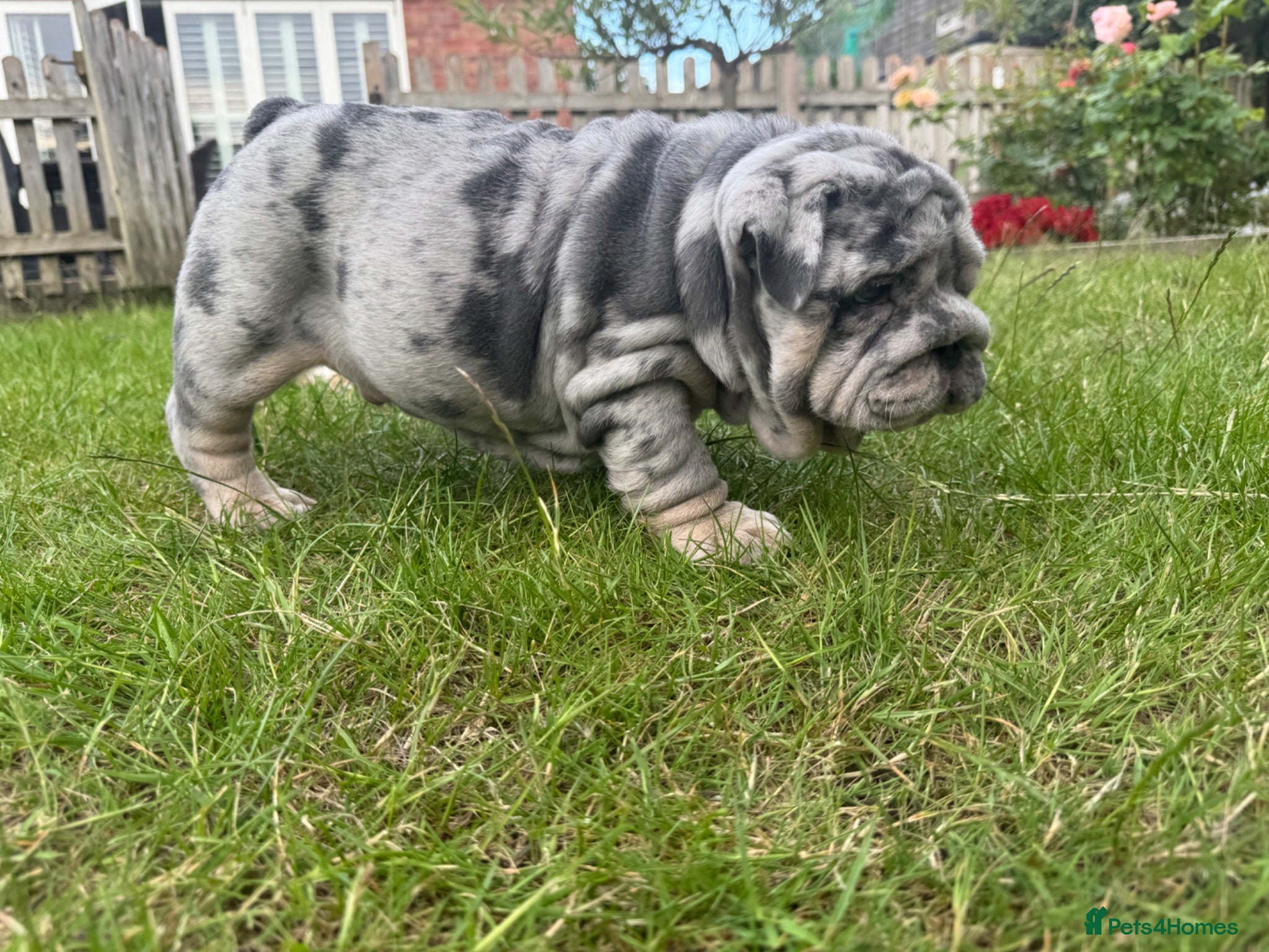 English Bulldog dogs Top Quality English Bulldog Pups Not Your Usual  - Advert 1