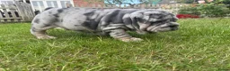 English Bulldog dogs for sale: Top Quality English Bulldog Pups Not Your Usual  in Colchester - Advert 1