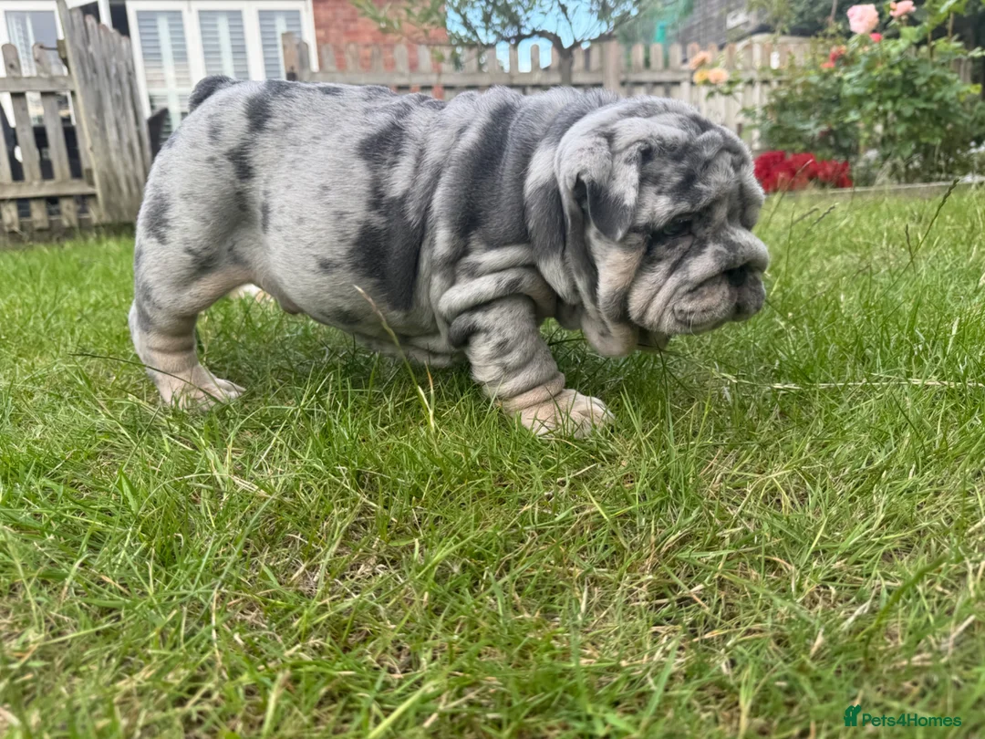 English Bulldog dogs for sale: Top Quality English Bulldog Pups Not Your Usual  in Colchester - Advert 1