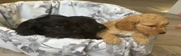 Cockapoo dogs for sale: 7 Beautiful F1 Cockapoo Puppies  - Advert 14