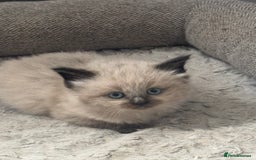 Siberian cats for sale: Ragdoll X Siberian kittens  - Image 4