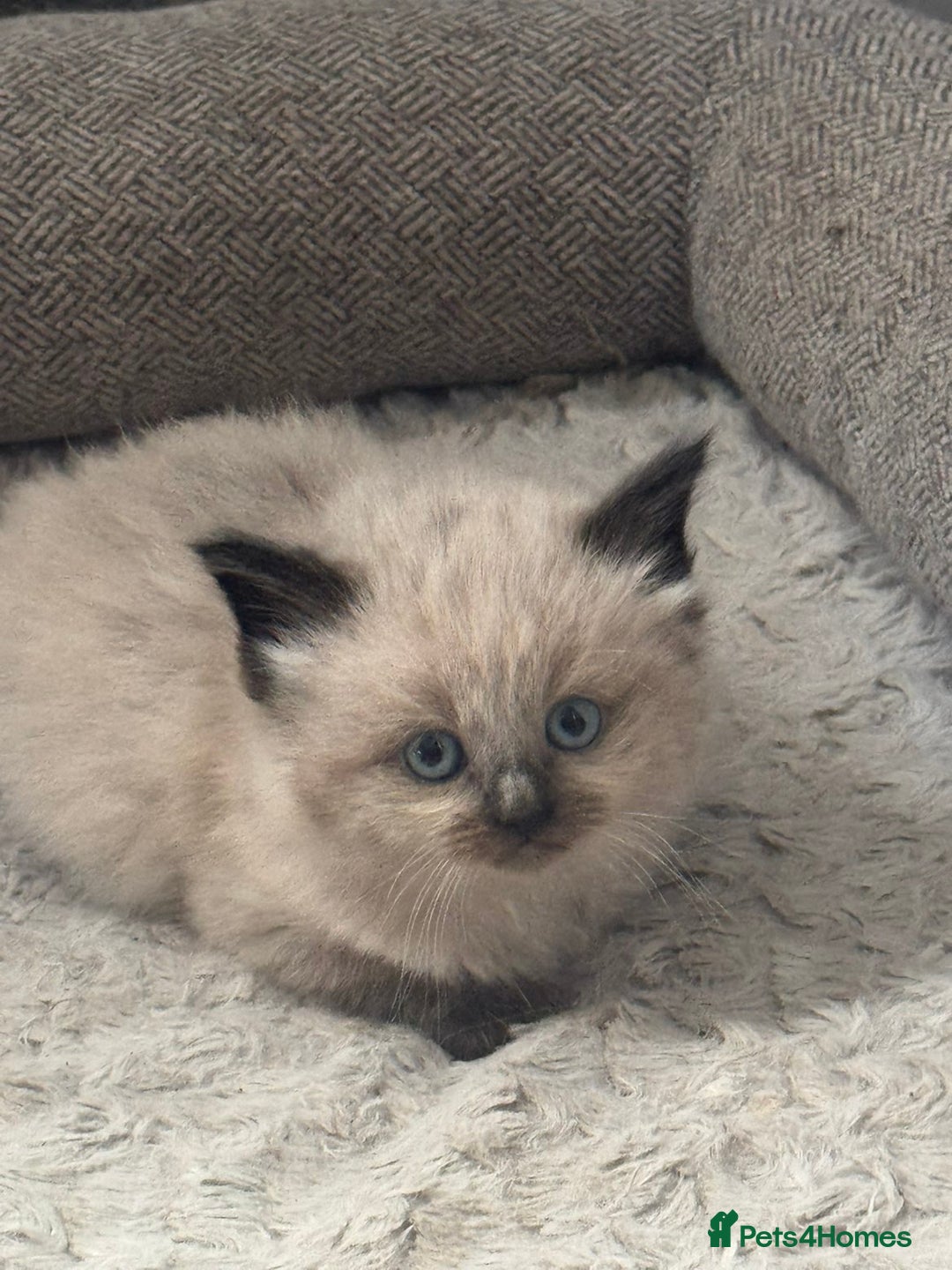 Siberian cats for sale: Ragdoll X Siberian kittens  - Image 4