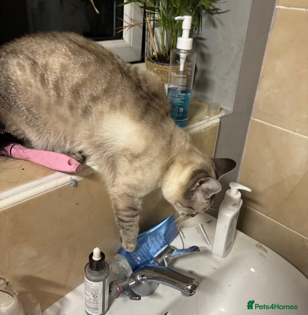 Bengal cats for sale: Females/single person/farm cat in Abergele - Advert 2