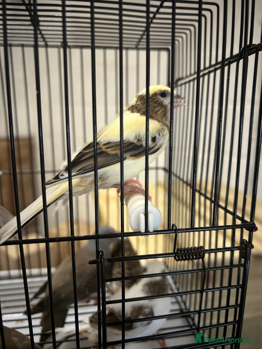 Canaries birds for sale: Mixed canaries - Image 6