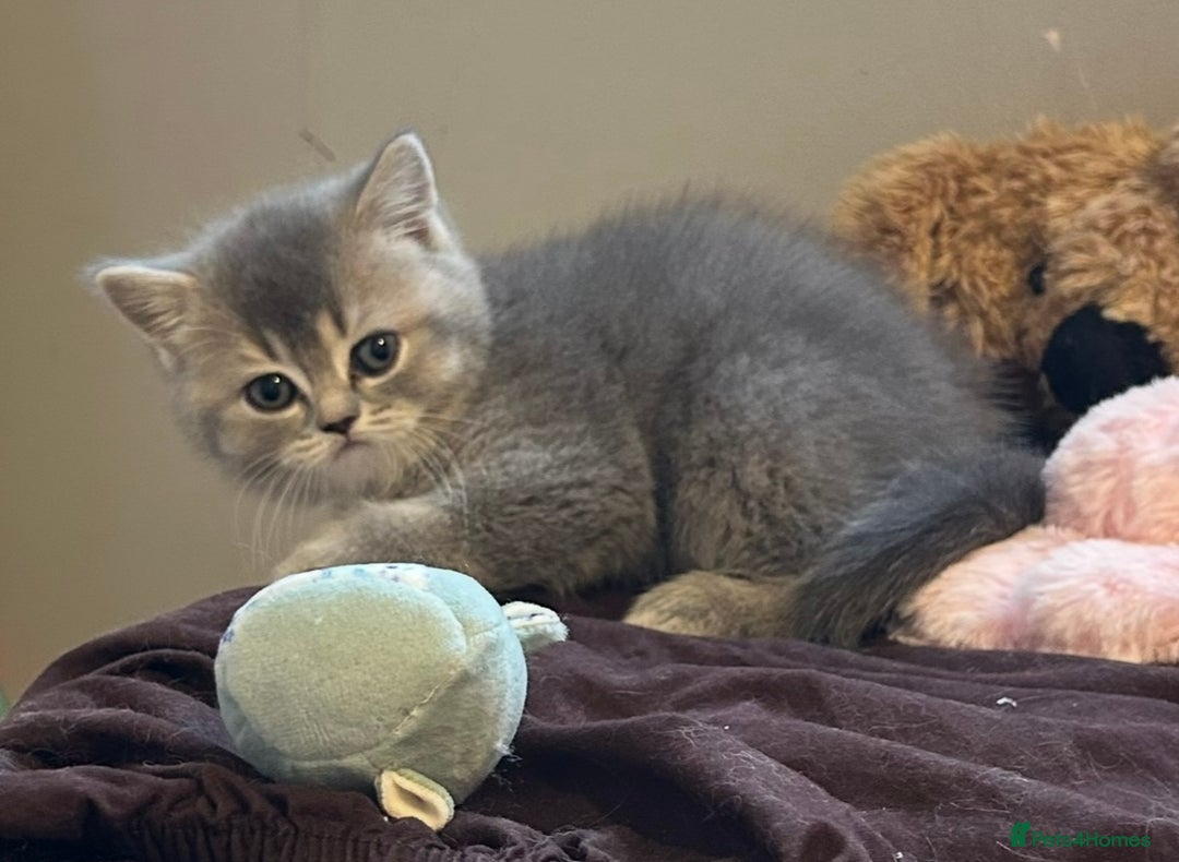 British Shorthair cats for sale: Beautiful British Shorthair kittens  - Advert 7