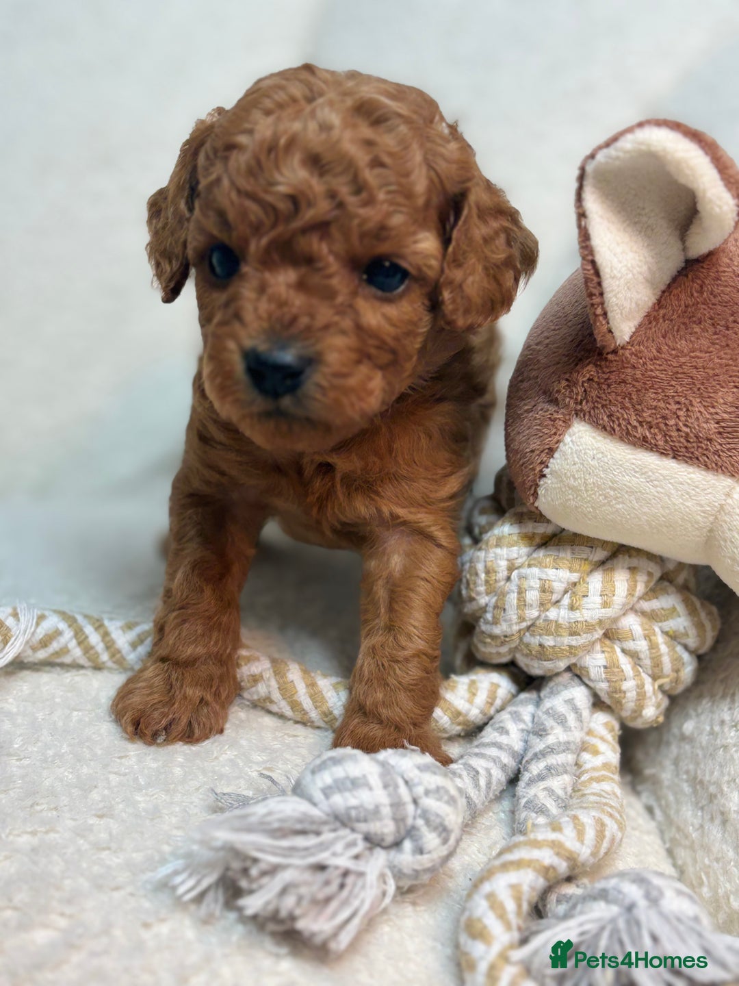 Goldendoodle dogs for sale: Red MINI Goldendoodle Puppies Hypoallergenic & DNA - Advert 17