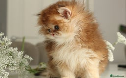 British Longhair cats for sale: Last Golden Chinchilla ny12 LH kitty - Image 11