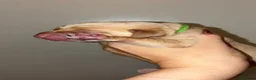 Labrador Retriever dogs for sale: Red/Golden Labrador puppies in Irvine - Advert 5