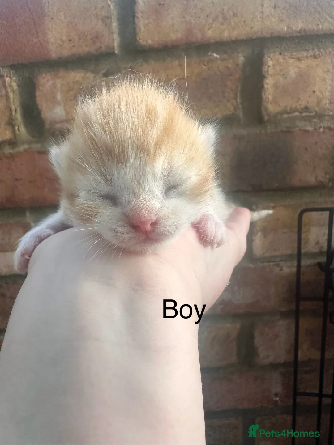 Mixed Breed cats for sale: 6 kittens British short hair mix - Advert 9