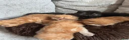 Persian cats for sale: Persian kittens looking for their forever home  in Burton-on-Trent - Advert 5