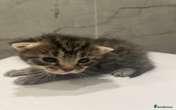 Mixed Breed cats for sale: 5 Mixed Breed Kittens for sale - Image 2