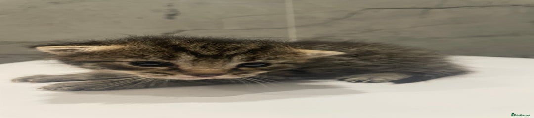 Mixed Breed Kitten 1