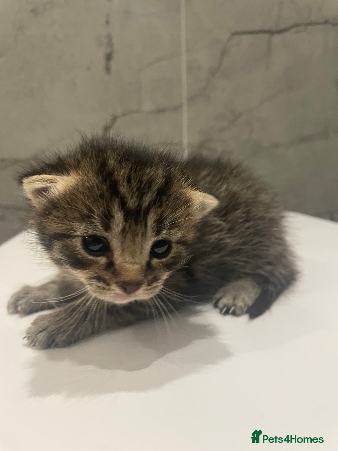 Mixed Breed cats for sale: 5 Mixed Breed Kittens for sale - Image 2