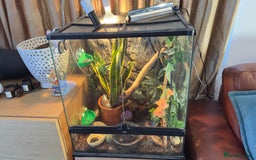 Frog reptiles for sale: White Tree Frogs x2 and Eco Glass Terrarium  - Advert 3