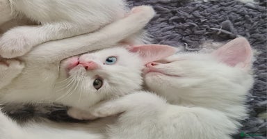 European cats in Birmingham - Advert 3
