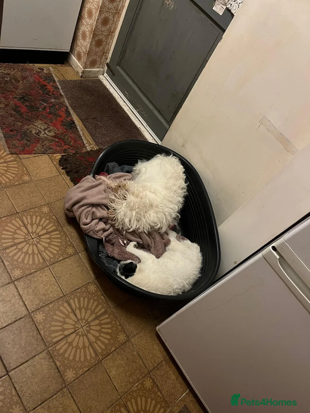 Jack Russell dogs for sale: Elderly jack Russell pair in Saint Helens - Advert 1