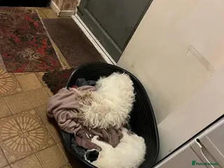 Jack Russell dogs Elderly jack Russell pair - Advert 1