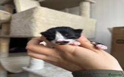 Domestic Shorthair cats for sale: 5 Little babies  - Image 3