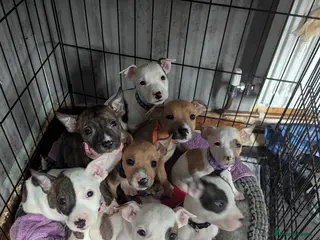 Mixed Breed dogs 7 Beautiful Staffy x English Bull Terriers - Advert 3