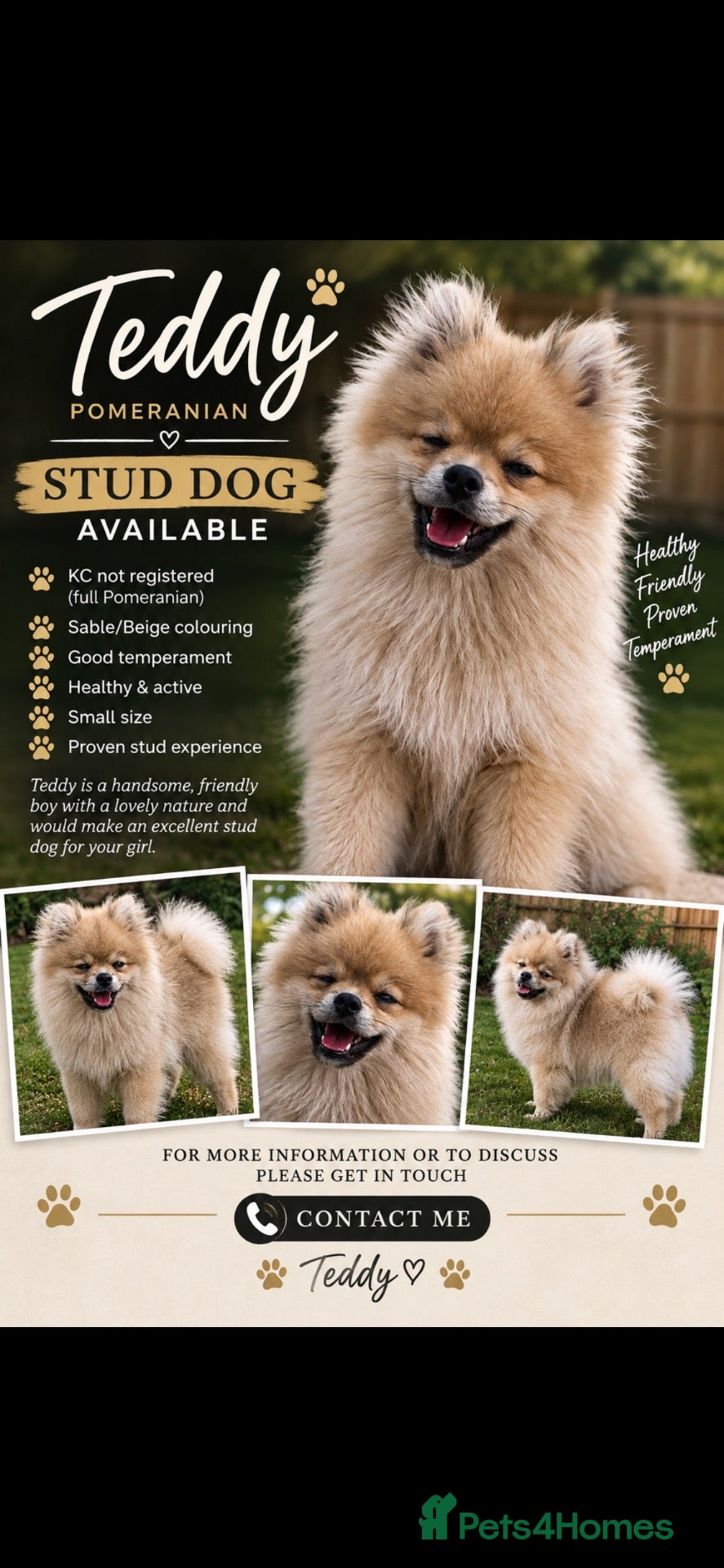 Pomeranian dogs Our pommy is up for stud 🐾  - Advert 9