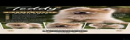 Pomeranian dogs for stud: Our pommy is up for stud 🐾  - Advert 1